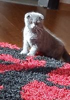 Продам весловухого шотландського кота... Оголошення Bazarok.ua