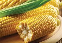 Цукрова кукурудза Добриня. Качани цукрової кукурудзи... Оголошення Bazarok.ua