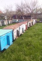 Бджолосімї... Оголошення Bazarok.ua