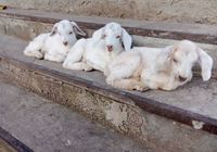 Продаются козлята ,мальчик и девочка от молочной мамы зааменка... Оголошення Bazarok.ua