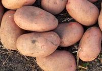 Продам картоплю за договірною ціною... оголошення Bazarok.ua