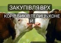 Закуповуємо ВРХ Дорого Корови Бичків Телята Дорого... Оголошення Bazarok.ua