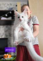 Мейн-кун, кошенята, кунята, котики... Объявления Bazarok.ua