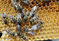 Продам Бджоломатки Карника Австрійка... Оголошення Bazarok.ua