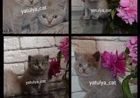 Шотланські кошенята... Оголошення Bazarok.ua