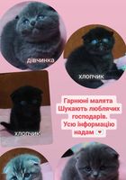 Продам красивых котят... Оголошення Bazarok.ua