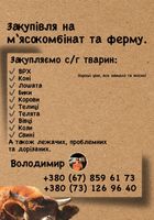 Закупівля ВРХ, на м‘ясокомбінат та ферму... Оголошення Bazarok.ua