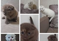 Кошенята шотландська висловуха... Объявления Bazarok.ua