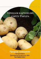 Молода картопля Рів’єра... Оголошення Bazarok.ua