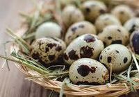 яйця перепелині харчові... Оголошення Bazarok.ua