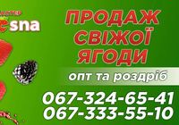 Пропонуємо якісну, сертифіковану ягоду оптом... Оголошення Bazarok.ua