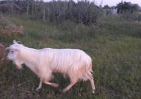 Продам козла на племя... Объявления Bazarok.ua