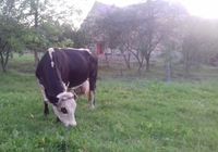 Продається корова,спокійна добра на молоко доіться до теляти... Оголошення Bazarok.ua