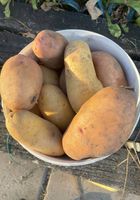 Продаж домашньої сортової картоплі... Оголошення Bazarok.ua