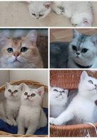 Кошенята британська срібна затушована шиншила... оголошення Bazarok.ua
