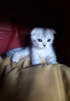 Продаю вислоухих котят... Оголошення Bazarok.ua