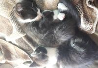 Котята в хорошие руки чернобелые белый дымчатые белодымчатые... Оголошення Bazarok.ua