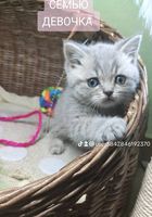 Шотландские котята... оголошення Bazarok.ua