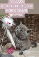 Шотландские котята... оголошення Bazarok.ua