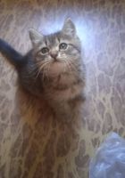 Продаю кошеня 2 місяці... Оголошення Bazarok.ua