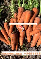 Морква свіжа соковита гарна... Оголошення Bazarok.ua