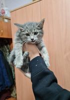Віддім даром кошеня... Объявления Bazarok.ua