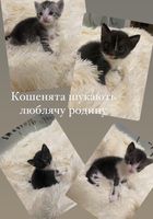 Віддам кошенята в добрі руки... Оголошення Bazarok.ua