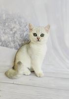 Серебристые котята британские шиншиллы... Оголошення Bazarok.ua