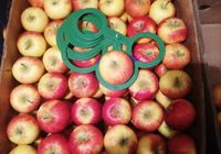 Продам яблука сортів: Ред Джонапринц, Джонаголд Декоста, Топаз, Еліза,... Оголошення Bazarok.ua