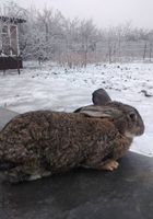 Продам кроликов порода Фландер, молоюняк самцы и самки 9... Оголошення Bazarok.ua