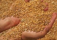 Продам пшеницю продовольчу , 3 кл. , урожай 2023... Объявления Bazarok.ua