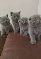 Продам шотландські кошенята... Оголошення Bazarok.ua