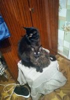 Кішка Мейн-кун чорна... Оголошення Bazarok.ua