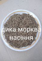 Дика морква насіння... Оголошення Bazarok.ua