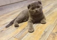 Продаю чистокровних породистих кошенят.... Оголошення Bazarok.ua