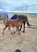 Продається шести місячний лошак... Оголошення Bazarok.ua