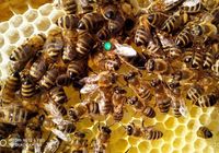 ПРИЙМАЄМО замовлення на бджоломатки карпатка та карнiка 2024 рiк.... Оголошення Bazarok.ua