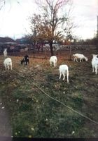Продаю кози... Объявления Bazarok.ua