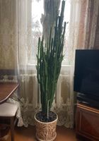 Растения... Объявления Bazarok.ua