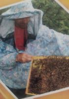 Бджолопакети та бджолосім'ї... Оголошення Bazarok.ua