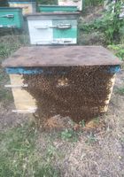 Пчелиные отводки...... Оголошення Bazarok.ua