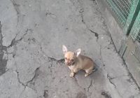 Продам щенка чихуахуа девочку... Оголошення Bazarok.ua