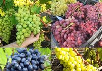 Саженцы винограда... Оголошення Bazarok.ua