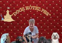 Гостиница для собак в Киеве- Dogs Hotel Pes... Оголошення Bazarok.ua