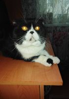Котик породы шотландец ищет кошечку шотландак на вязку.... Оголошення Bazarok.ua