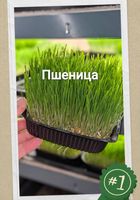 Пшеничка для животных... Оголошення Bazarok.ua