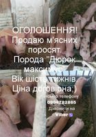 Поросята м'ясна порода... Оголошення Bazarok.ua