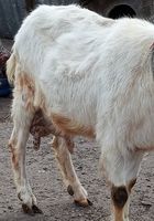 Продам гарну козу за четвертим окотом.Коза спокійна ,їстівна,генетично рогата,але... Оголошення Bazarok.ua