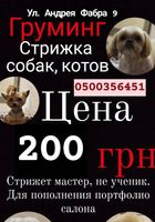 Груминг стрижка животных... Оголошення Bazarok.ua