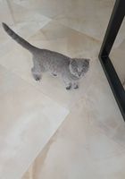 Продам весловухого котика 3 місяці (кішка)... Оголошення Bazarok.ua